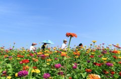 长春：莲花山花海醉游人